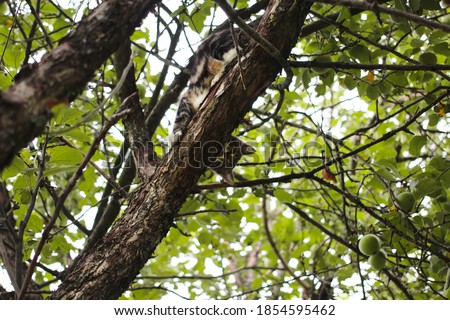 Similar – Image, Stock Photo Playing cats Climbing