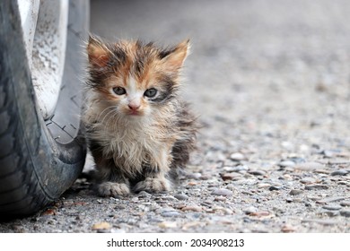 Little kitten sitting on a street near the car wheel. Portrait of stray dirty cat outdoors