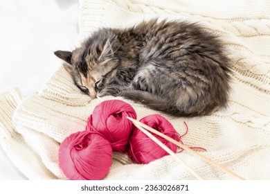 a little kitten is sleeping next to knitting. The spokes and yarn are bard-colored.Hobbies and pets