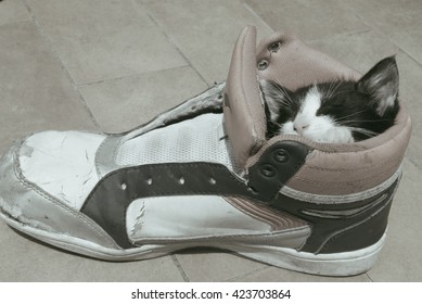 Kitten in Shoe Images, Stock Photos 
