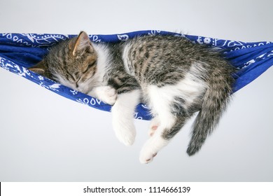 Little kitten sleeps on a coverlet. Small cat sleeps sweetly as a small bed. Sleeping cat in home on a blur light background. Cats rest after eating.