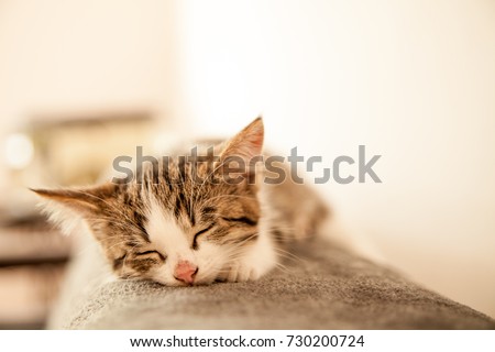 Little kitten sleeps on a coverlet. Small cat sleeps sweetly as a small bed. Sleeping cat in home on a blur light background. Cats rest after eating.