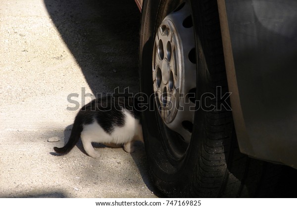 Little Kitten under the Car. Hot Car\
Engine in Cold Weather may be Dangerous\
for\
Cats.