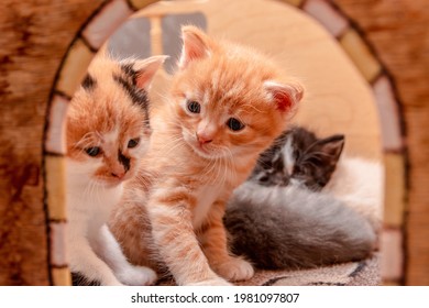 Little Kittens In Their Cat House