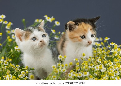 Little kitties in daisy flowers