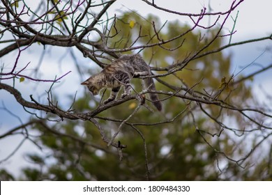 A Little Kitty Cat Stuck Up In A Tree