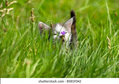 Little kitty for a walk in the tall grass. - Powered by Shutterstock