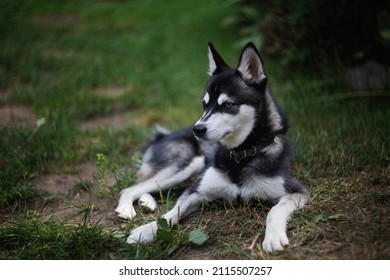 little klee kai puppy living in the summer in the meadow 
				smart look 
				watchful eye 
				helios 
				filmed with helios 
				happy dog ​​life