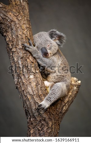 Little Koala Bear is Sleeping