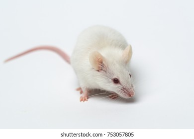 Little laboratory white mouse on white background, close-up