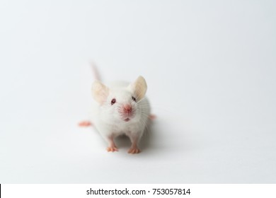 Little laboratory white mouse on white background, close-up