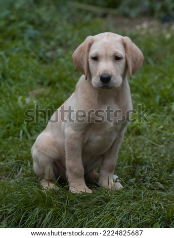 Similar – Small, blond Labrador puppy sits on a lawn in the grass and looks into the distance