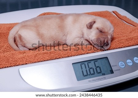The little Labrador puppy is sleeping on the scale.