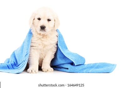 Little Labrador Retriever Dog Covered With Blue Towel Isolated On White Background