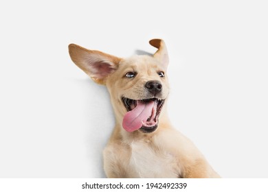 Little Labrador Retriever playing on white studio background - Shutterstock ID 1942492339