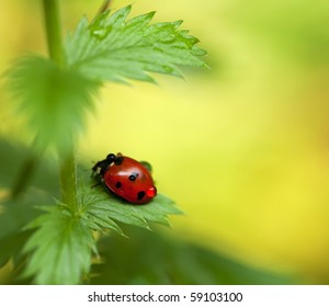 Little ladybird on green leaf. Close-up scene.