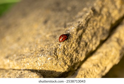 Little ladybug on a yellow concrete rock. - Powered by Shutterstock