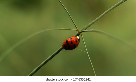 little ladybug sits on the grass, spring - Shutterstock ID 1746355241