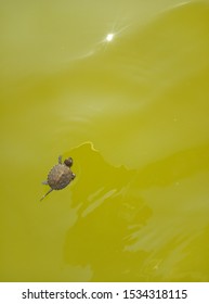 Little Lake Turtle Trying To Swim To A Safe Place, Postcard