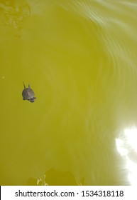 Little Lake Turtle Trying To Swim To A Safe Place, Postcard