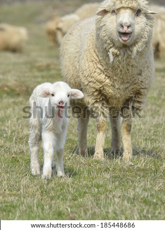 Similar – Image, Stock Photo Beautiful lamb next to its mother