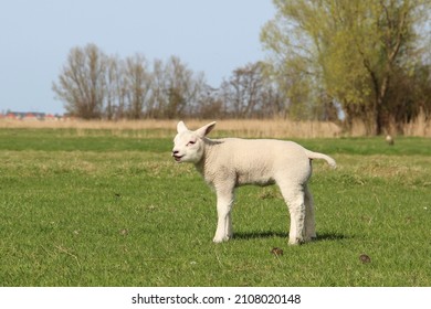 Little lamb standing in a meadow