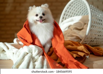 Little Lap Dog Messy Playing Fold Cloths Basket On Wooden Laundry Table Home Concept Background