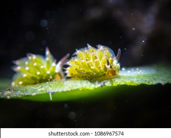 Little Leafsheep Nudibranch Costasiella Kuroshimae Anilao Stock Photo Edit Now 1086967574