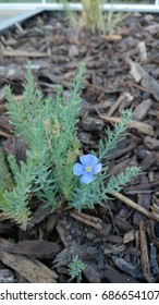 Little Light blue flower in bark multch