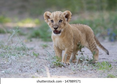 Little Lion Cub Learn To Roar.Cute Small Furry Lion Baby Roaring Outdoor.Beautiful Wild Animal Cub In Savannah Park.Small African Lion Cub Alone In Nature.Kitten Of Big Predator Cat In Africa.Zoo Lion