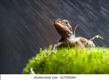 Little lizard