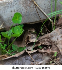 Little Lizard In A Burrow Among Last Year's Leaves 