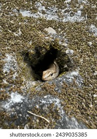 little lizard is hidden in the cracks of stone