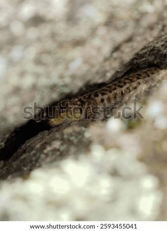 little lizard hiding in a rock cleft, macro photography