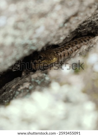 little lizard hiding in a rock cleft, macro photography