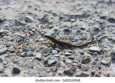 Little Lizard Runs On Stony Paving Stones