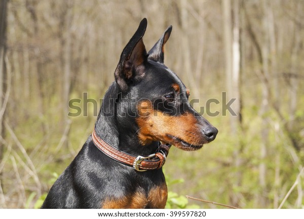 Little Longeared Dog Shorthair Black Brown Animals Wildlife