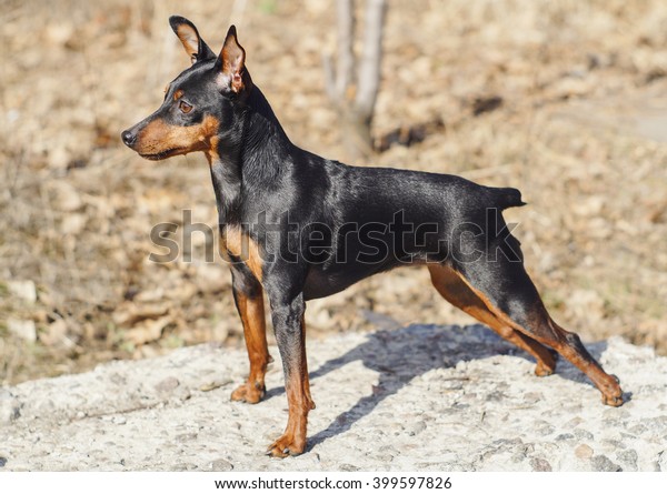 Little Longeared Dog Shorthair Black Brown Stock Photo Edit Now