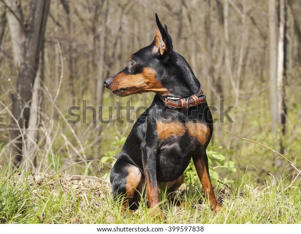 Little Longeared Dog Shorthair Black Brown Stock Photo Edit Now