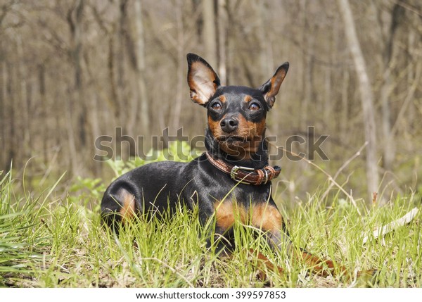 Little Longeared Dog Shorthair Black Brown Stock Photo Edit Now