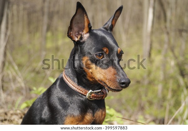 Little Longeared Dog Shorthair Black Brown Stock Photo Edit Now