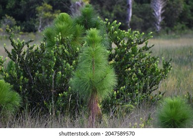 Little Longleaf Pine Tree In A Grass Field