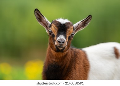 Little lovely baby goat in summer. Farm animals.