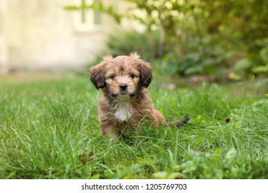 Little, lovely, fluffy, cute brown puppy is left alone on at home garden. Concept of abandoned domestic animals and pets. Curious, obedient dog. Concept of discovering the world, everything is new
 - Shutterstock ID 1205769703