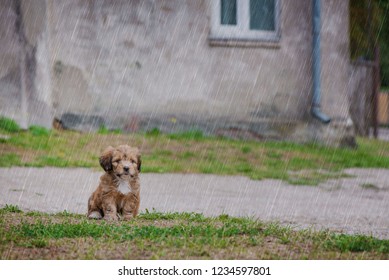 Little, Lovely, Fluffy, Cute Brown Puppy Is Left Alone On At Home Garden During Heavy Rain Storm. Concept Of Abandoned Domestic Animals. Curious, Obedient Dog. Concept Of Discovering World.