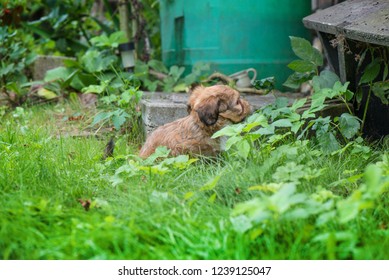 Droll Cute Pudelpointer Puppies