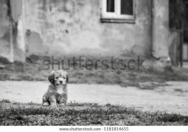 Little Lovely Fluffy Cute Brown Puppy Royalty Free Stock Image