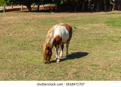 Little Lovely Pony (beautiful Miniature Horse) On A Farm Eating Fresh Green Grass.