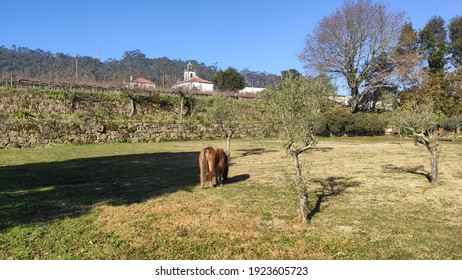 Little Lovely Pony (beautiful Miniature Horse) On A Farm Eating Fresh Green Grass.