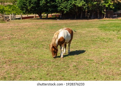 Little Lovely Pony (beautiful Miniature Horse) On A Farm Eating Fresh Green Grass.